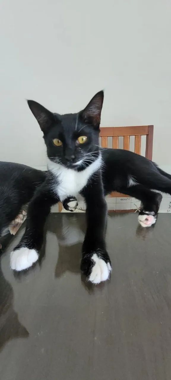 Gatinhos castrados para adoção responsável (6/7 meses) 