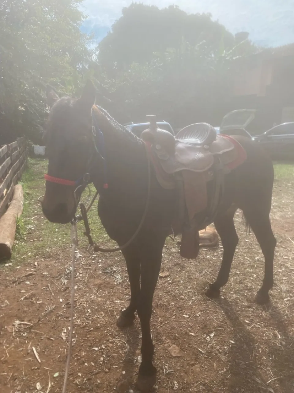 Cavalo quarto de milha puro