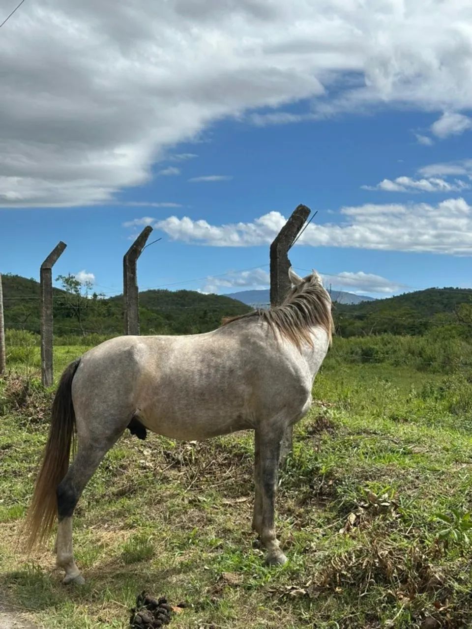 Cavalo castrado - Foto 5