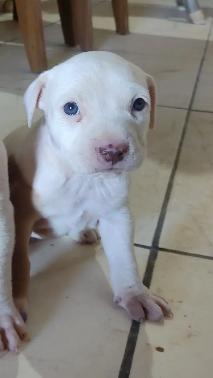 Filhotes American Pit Bull terrier fêmeas