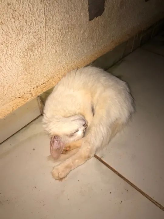 Adoção/doação responsável  - Foto 3