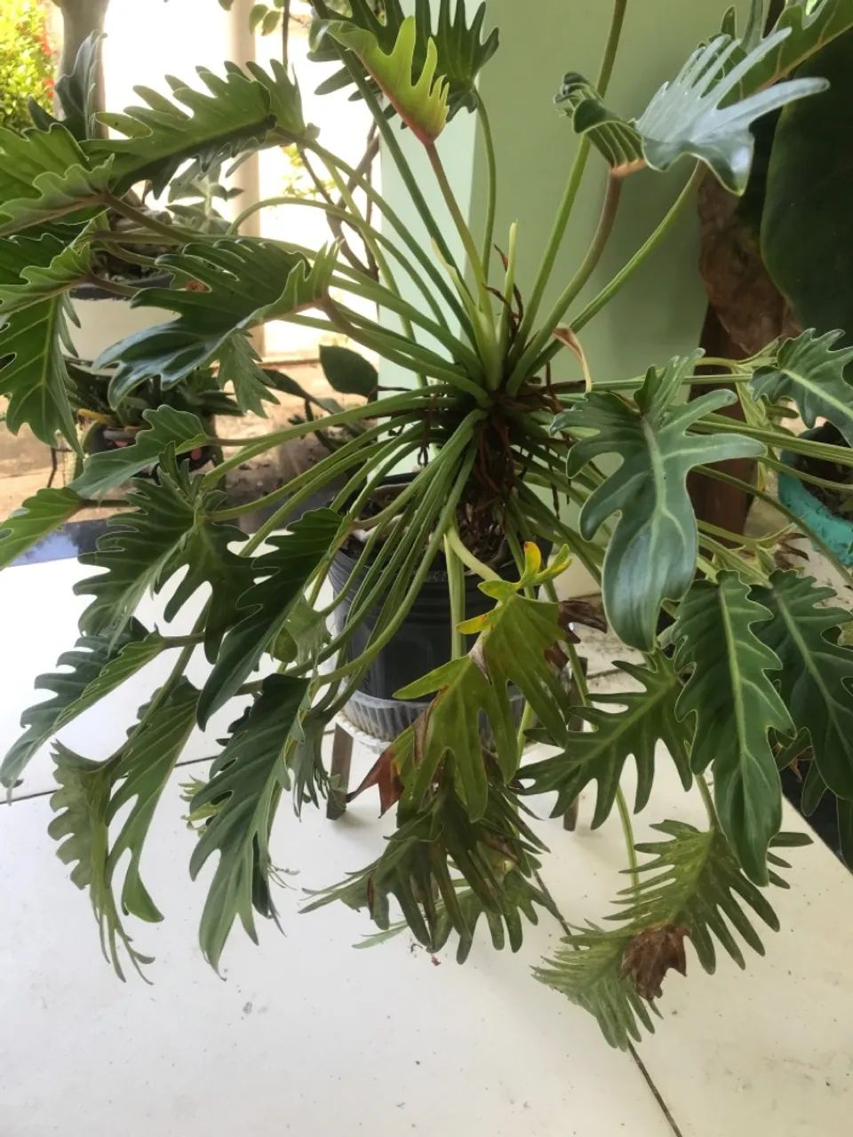 PHILODENDRON. ? XANADU ? - Foto 2