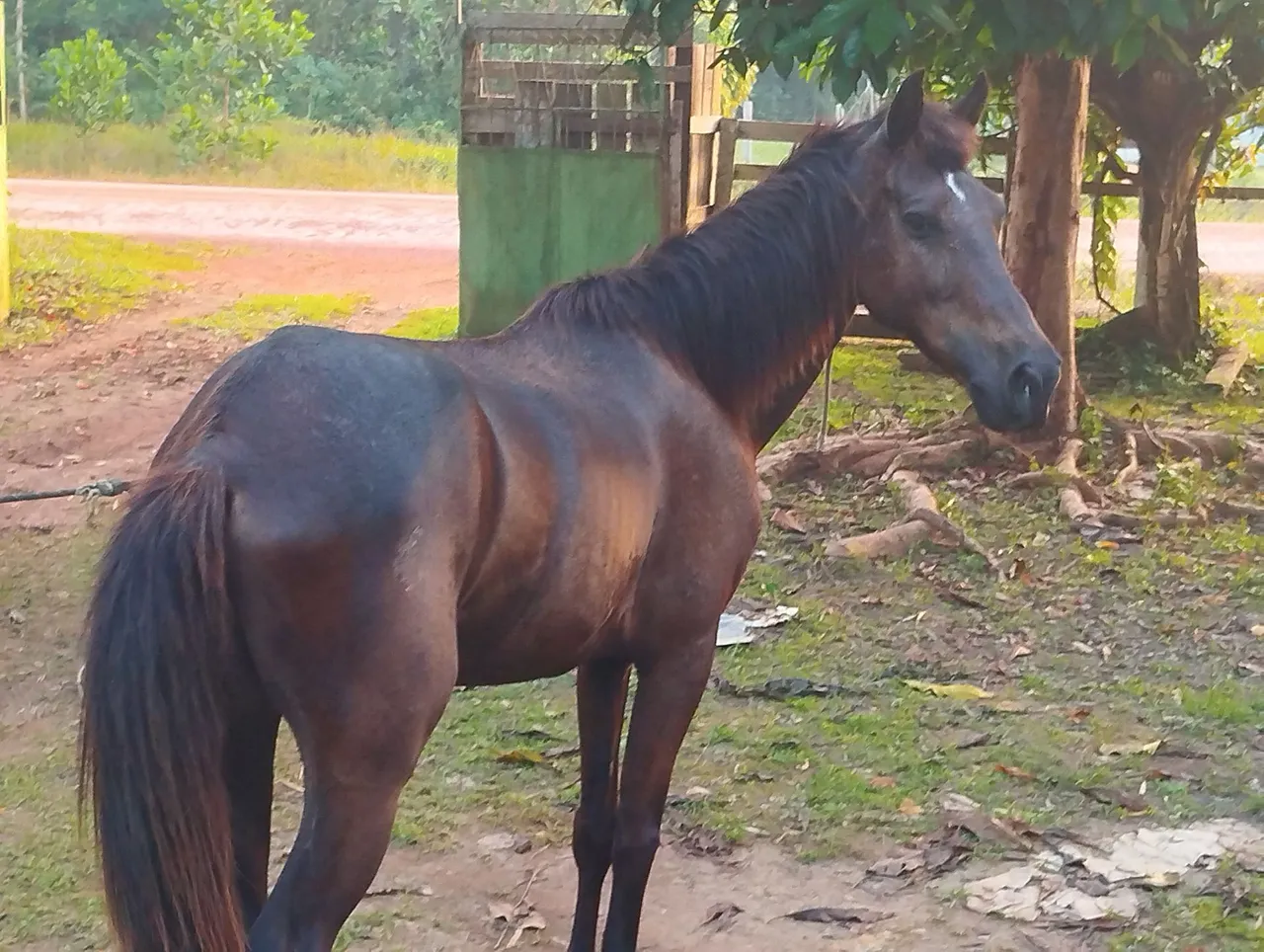 Cavalo castrado e domesticado.