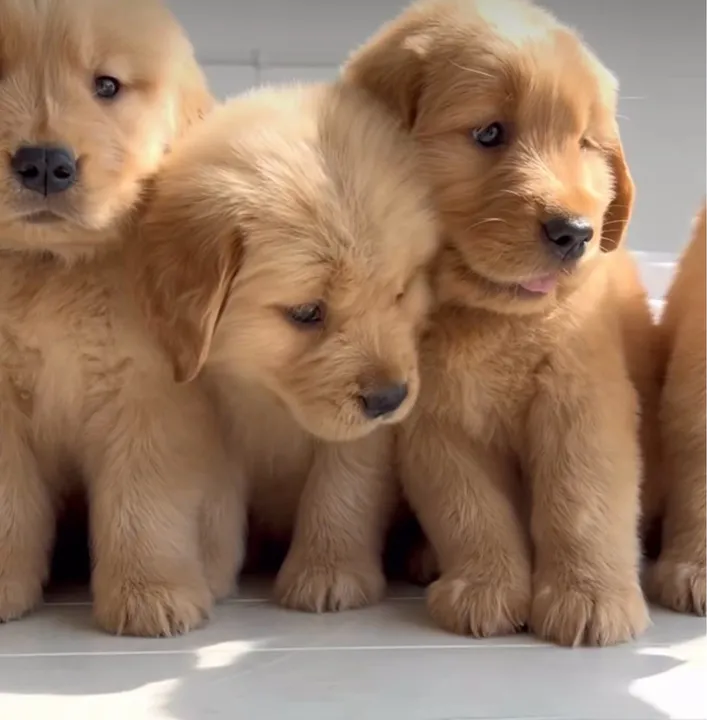 Goldens caramelo, mais claro e escuro