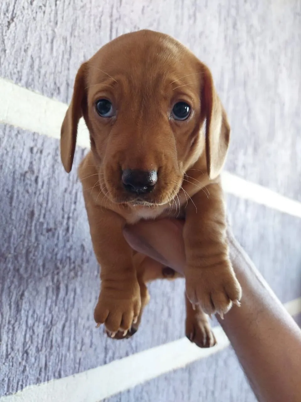 Filhote de Dachshund - Fofura em 4 Patas!