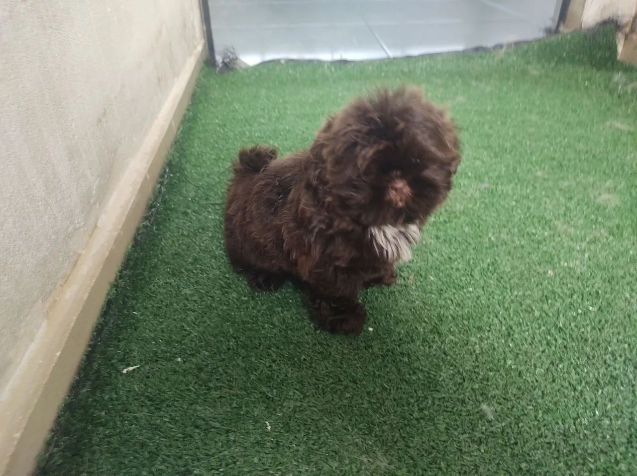 Shitzu fêmea e macho filhotes  - Foto 4