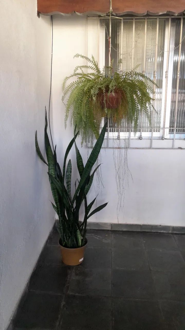 Imperdível, são várias plantas a venda - Foto 3