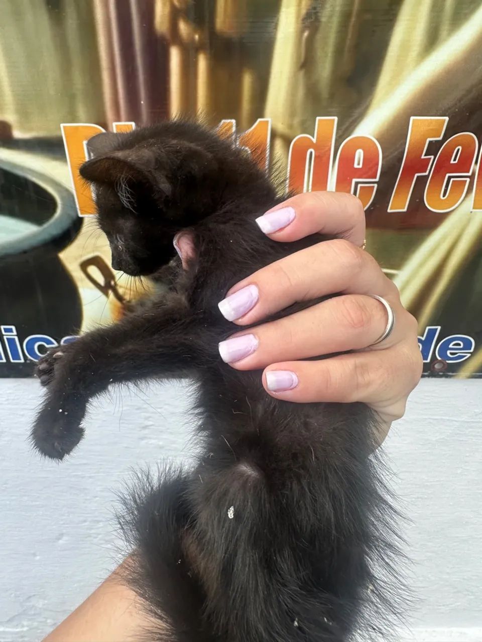 Adote um panterinha bebê solitário das ruas  - Foto 3