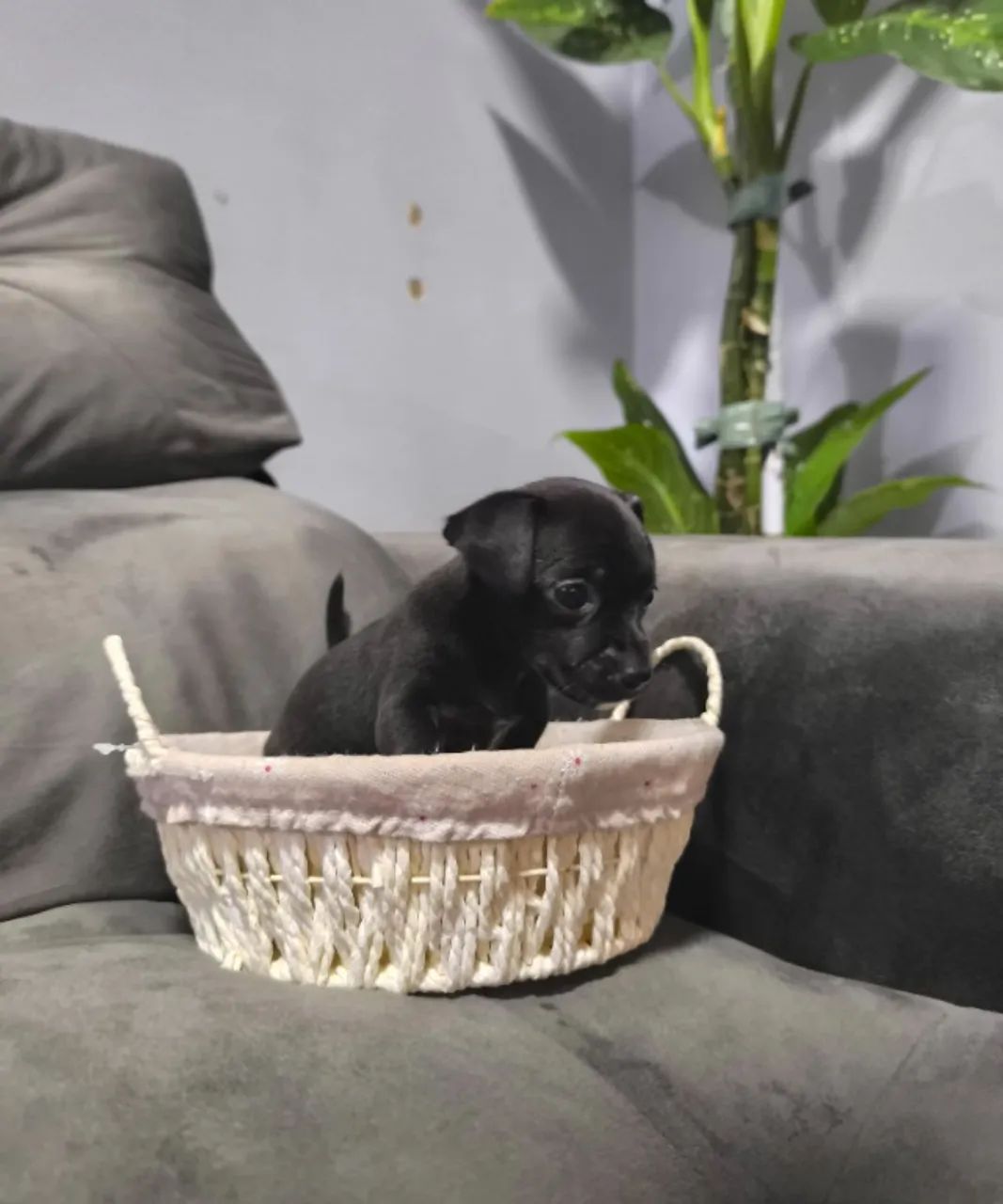 Filhotes de Pinscher Macho à Venda - Excelente Oportunidade - Foto 4