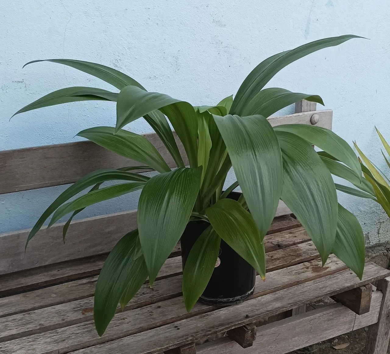 Planta lírio aranha 