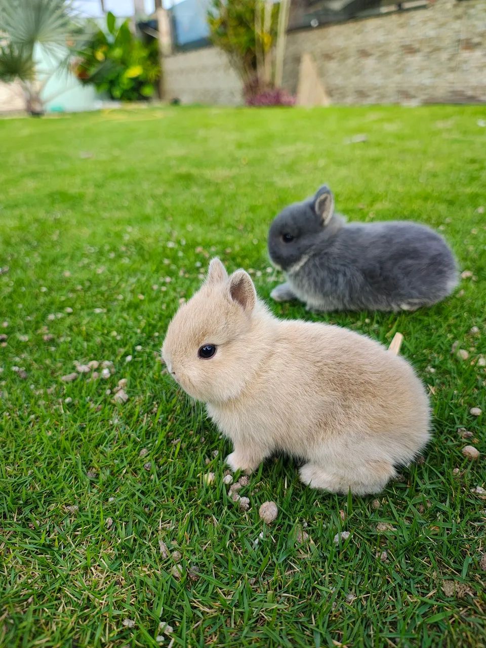 Coelho anão de Netherland  - Foto 2