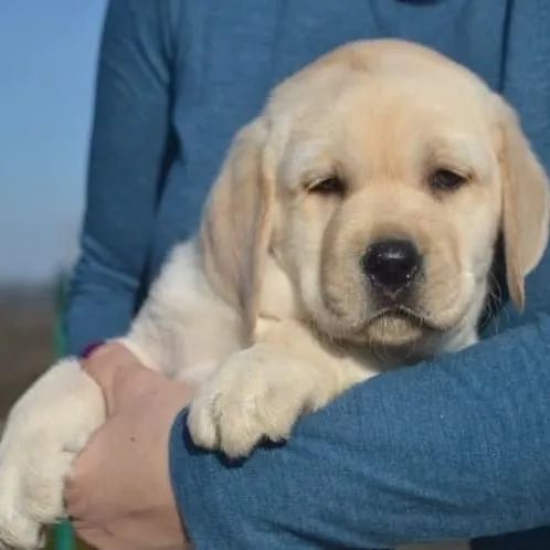 Labrador Filhote - Dócil e Carinhoso!