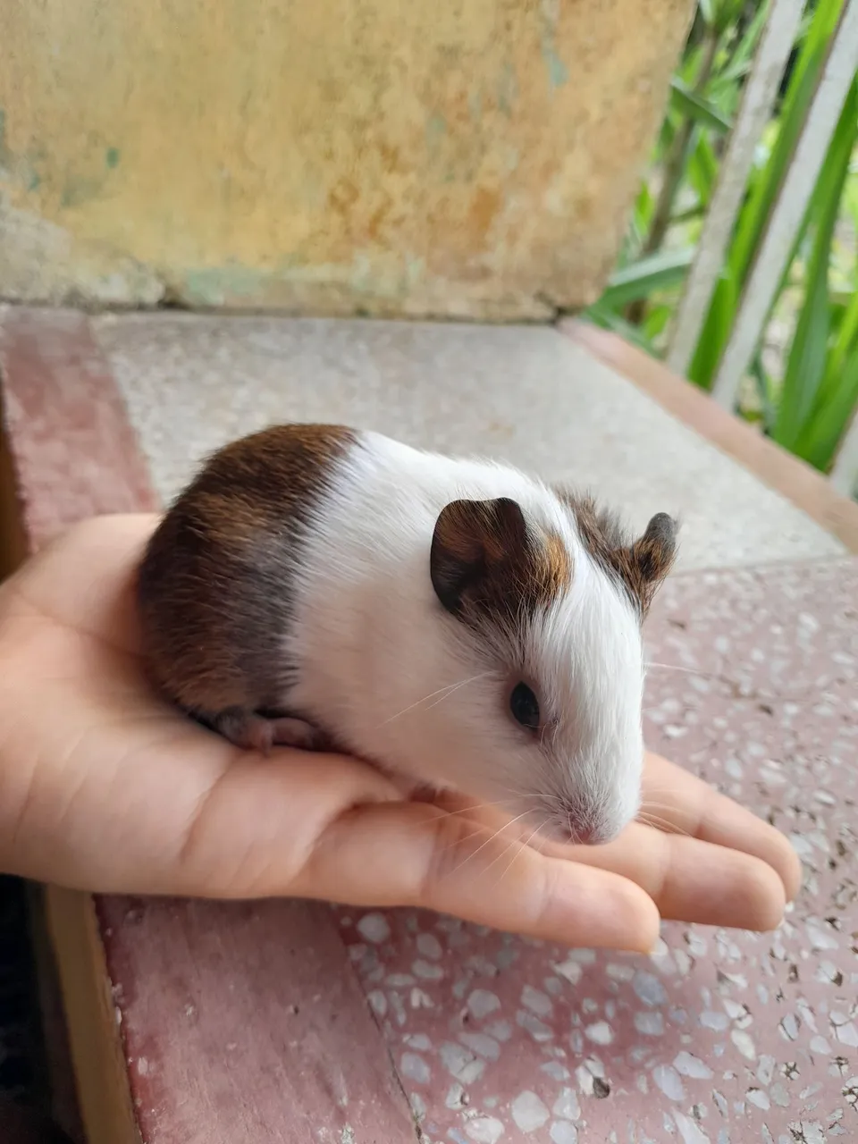 Lindaa Porquinha da Índia Inglês/ FÊMEA / leia a descrição
