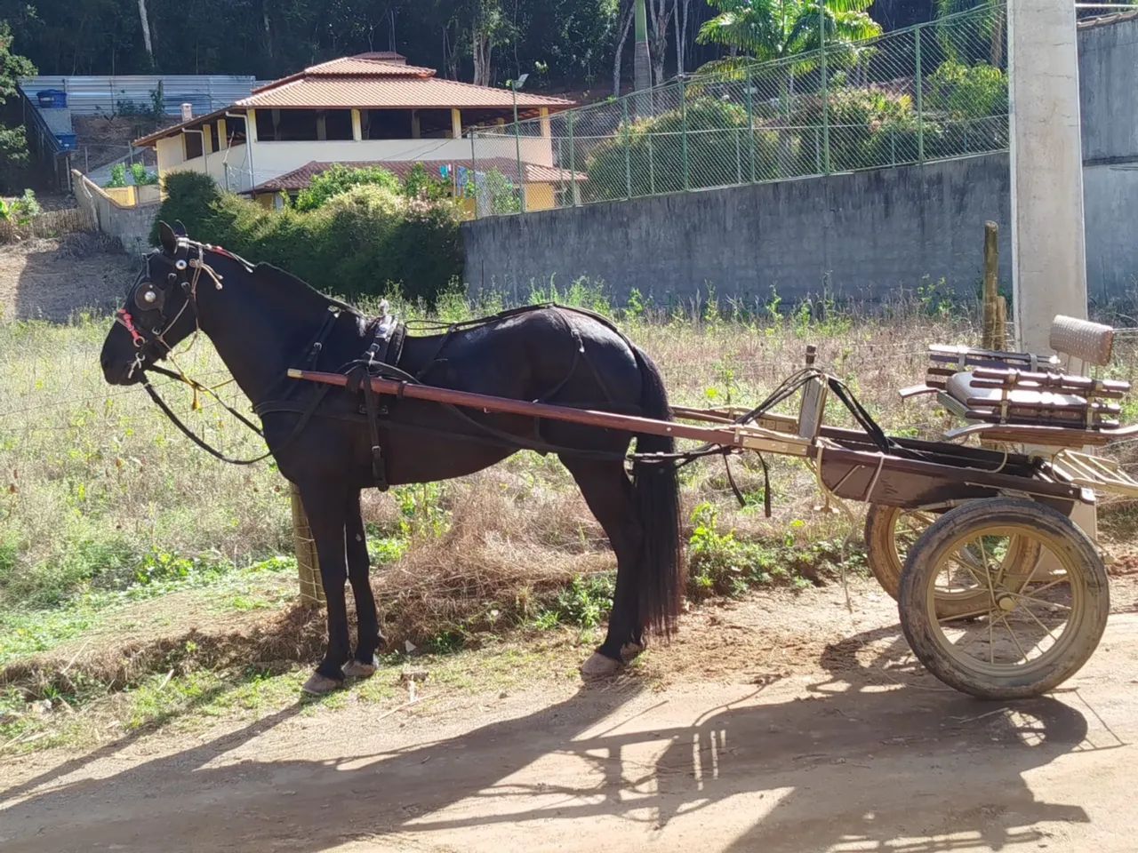 Vendo Cavalo American trote  - Foto 2