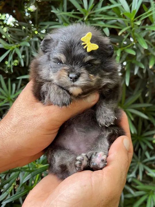 Lulu da pomerania femeas  - Foto 6