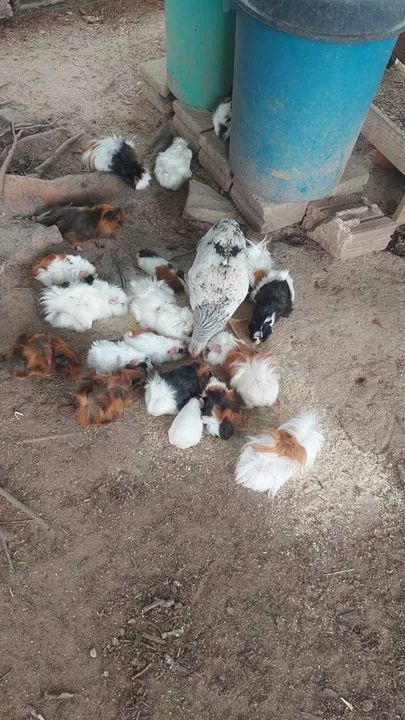 Porquinhos da índia