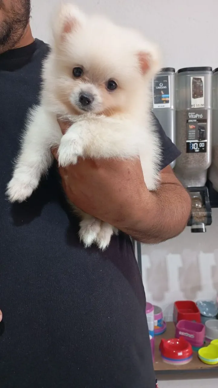 Filhote de Spitz Alemão