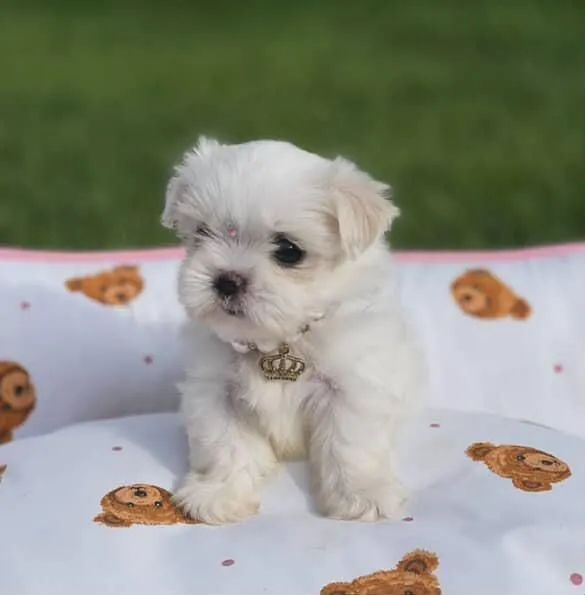 Filhote Maltês, Seu novo cãopanheiro está pronto para mudar sua rotina!