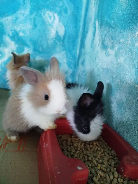 Coelho filhote Lion Head - Foto 4