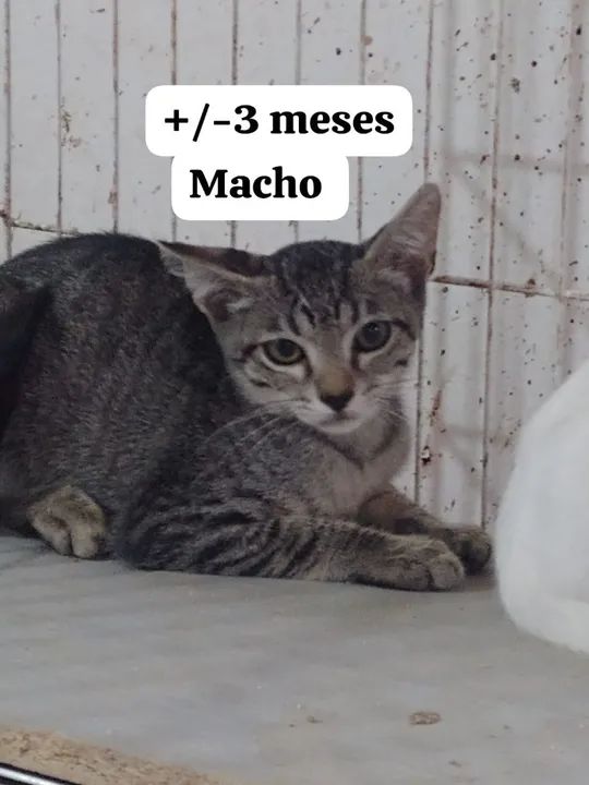 Vários Filhotes de gatinhos para adoção - Foto 5