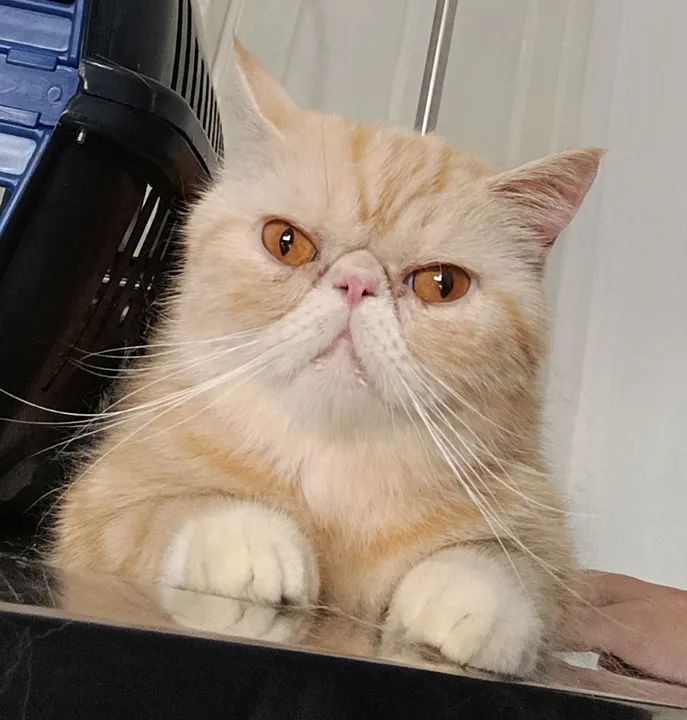 Persa Exótica fêmea 