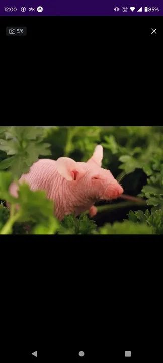 Hairless a venda  - Foto 3