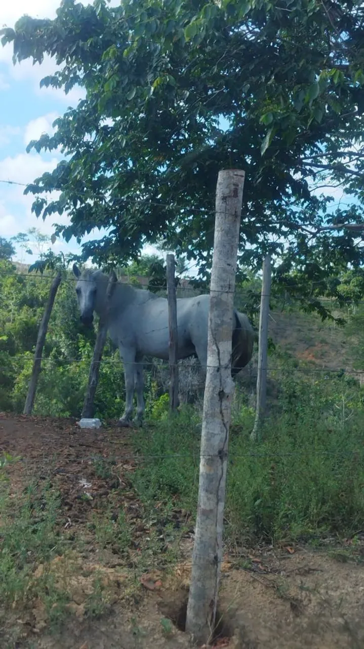 Cavalo Branco - Animal dócil e manso