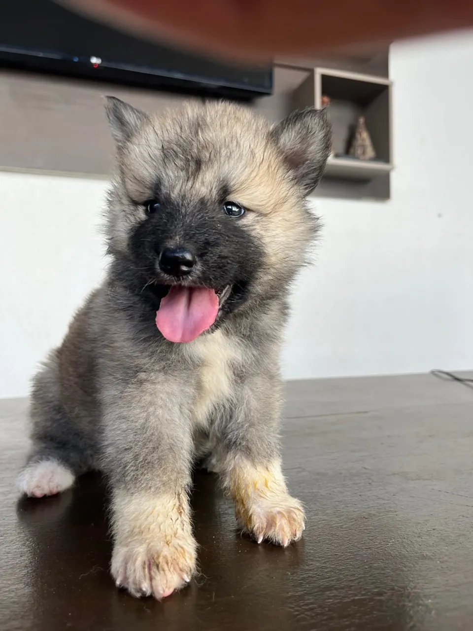 Filhote de Akita Inu para venda