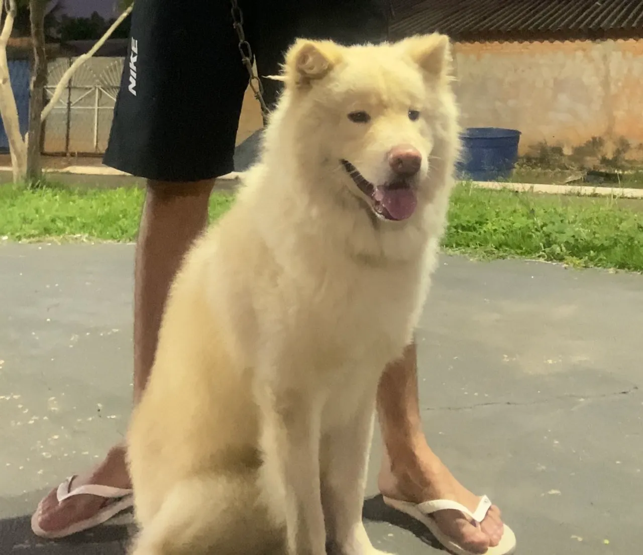 Procuro namorada Husky Siberiano 