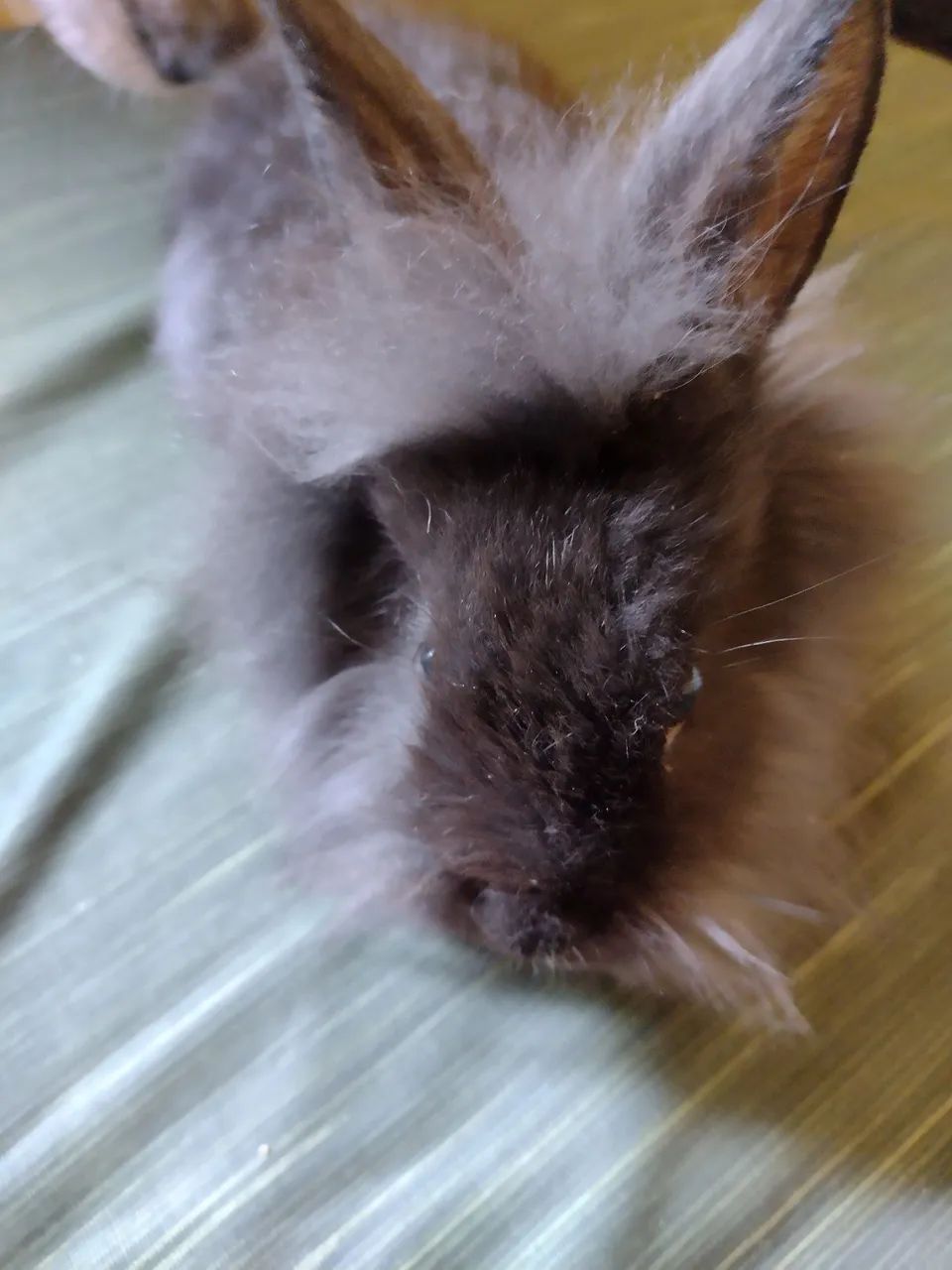 Filhotes de coelhos lion a venda - Foto 3