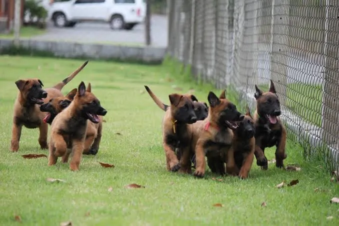 Filhotes de Pastor Belga Malinois puros