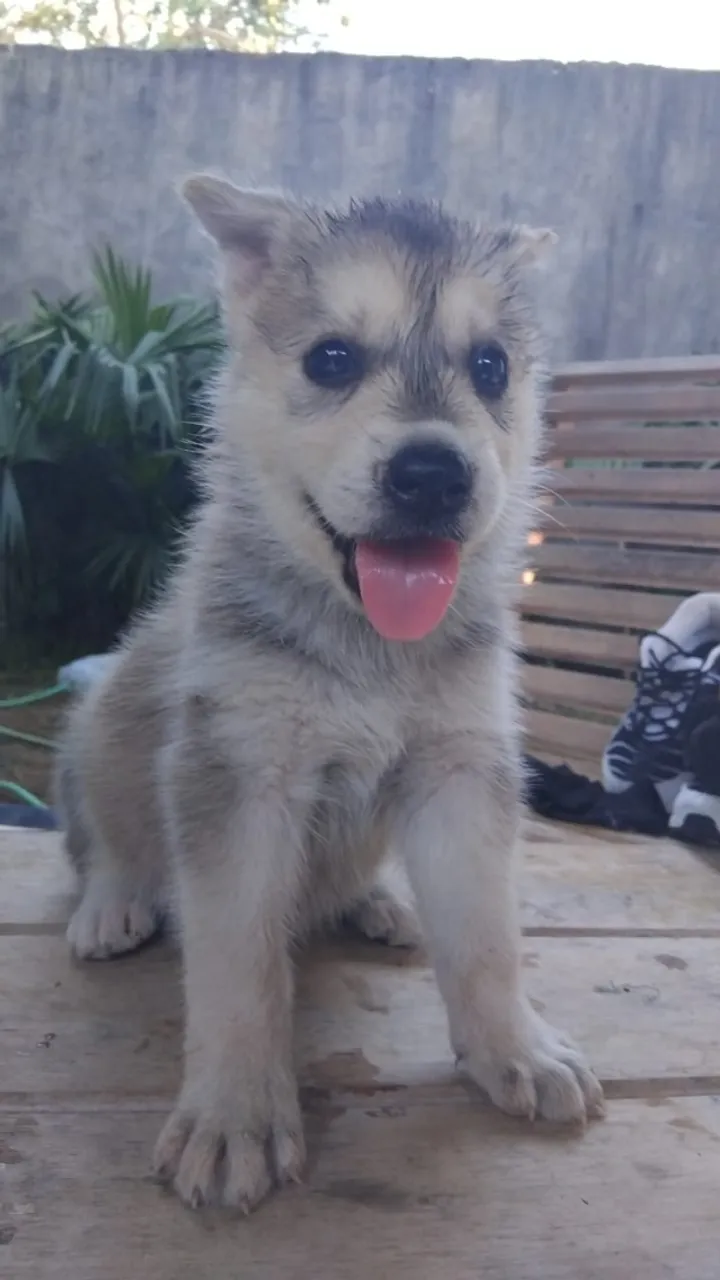 Animal