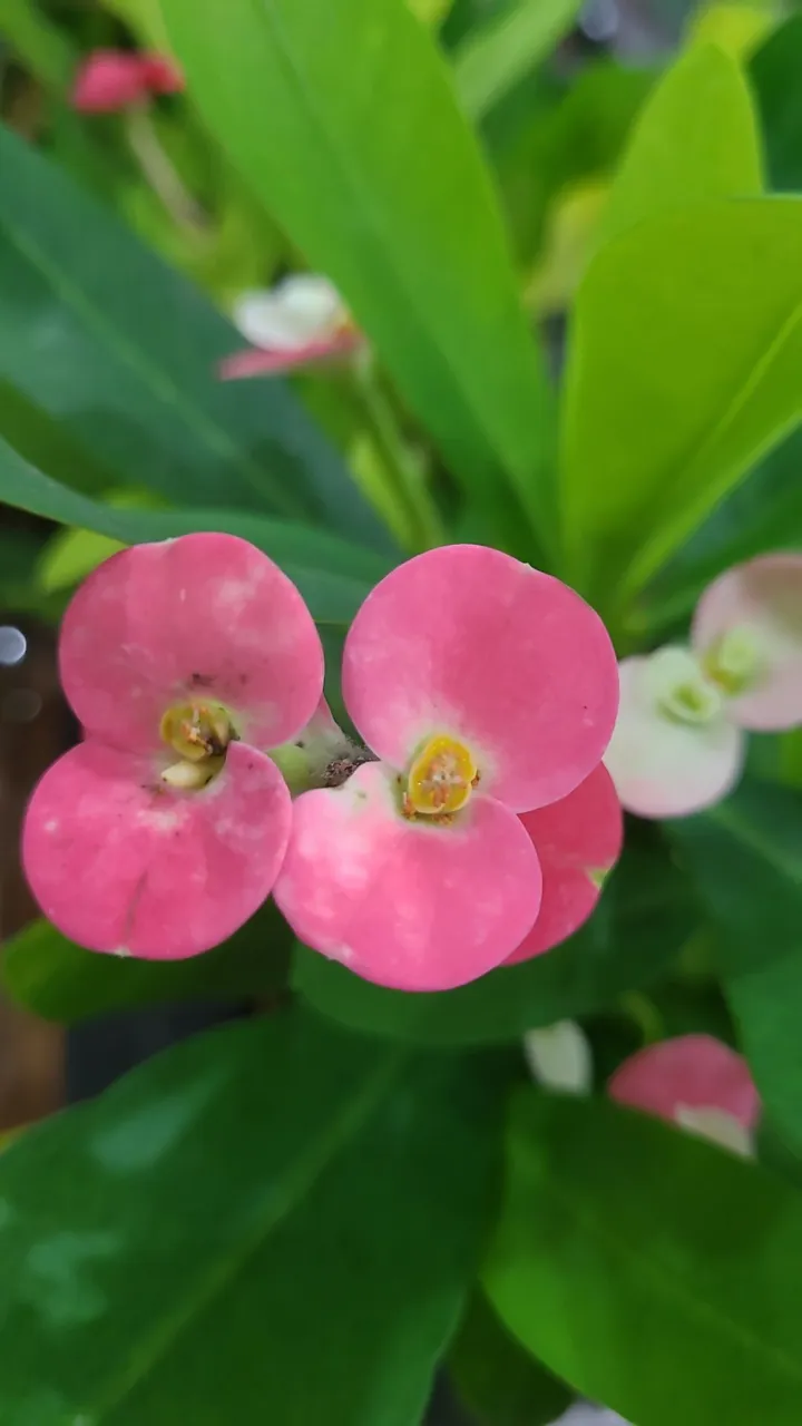 Lindas plantas valores promocional.
