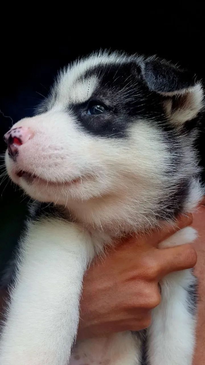 Filhote de Husky Siberiano macho  - Foto 3