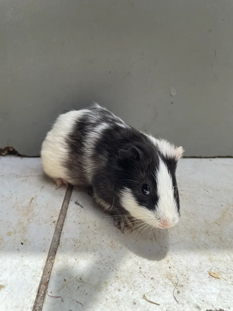 Porquinho da índia  - Foto 2