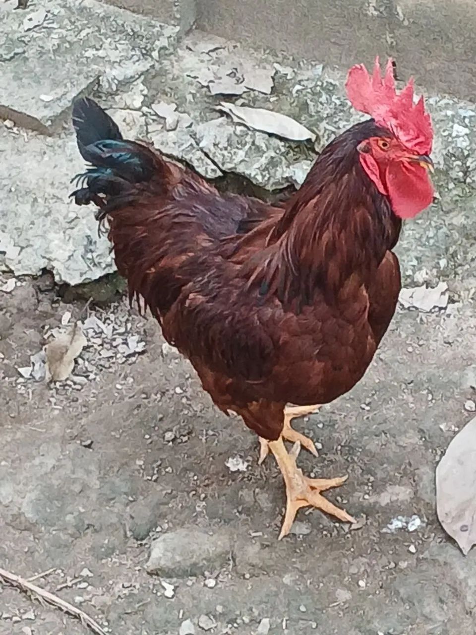 Galo rhodia island red  - Foto 5