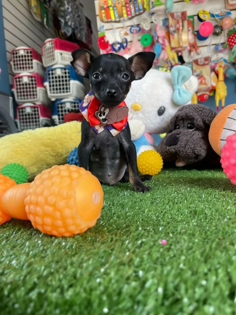 Filhote de Pinscher Miniatura macho  - Foto 3