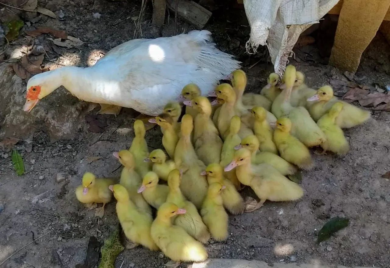 PATO ALEMÃO GIGANTE  - Foto 4
