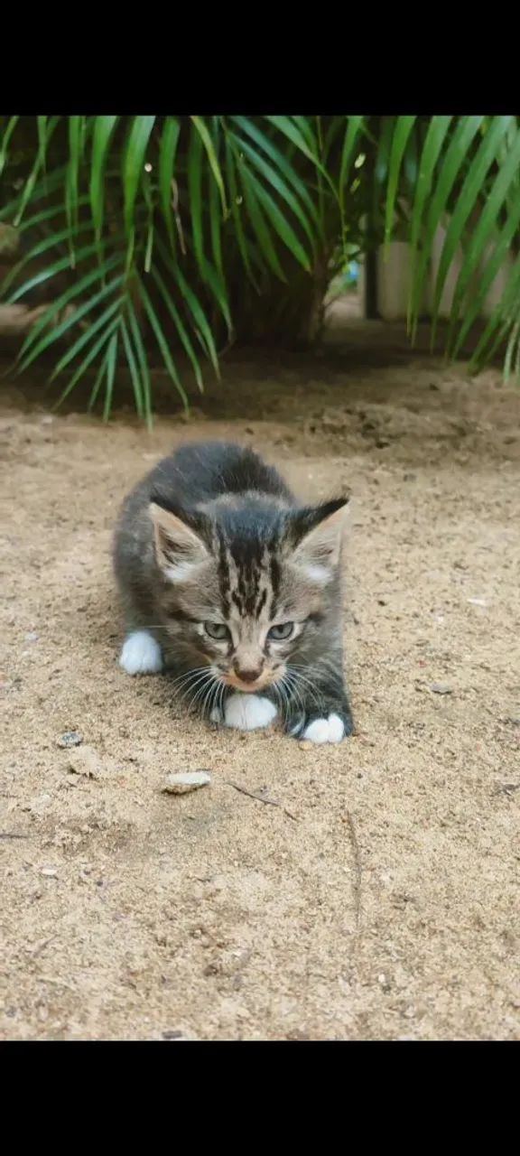 Gatinho lindo para adoção