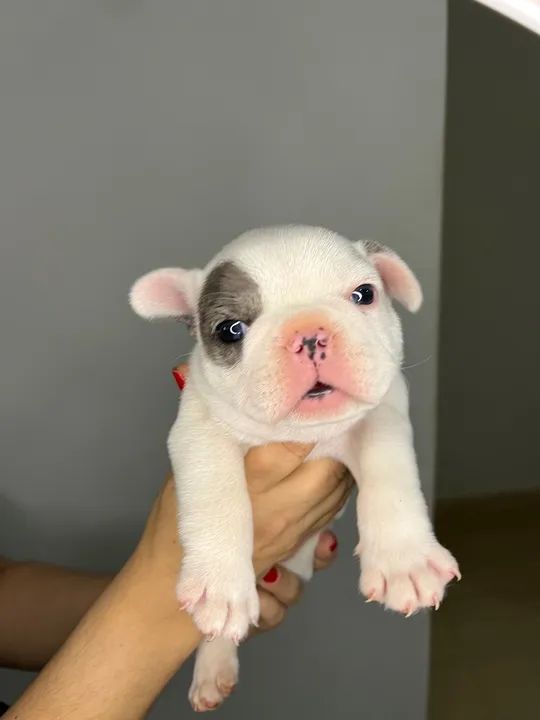 Filhote de Bulldog Francês - Olhos azuis - Foto 2