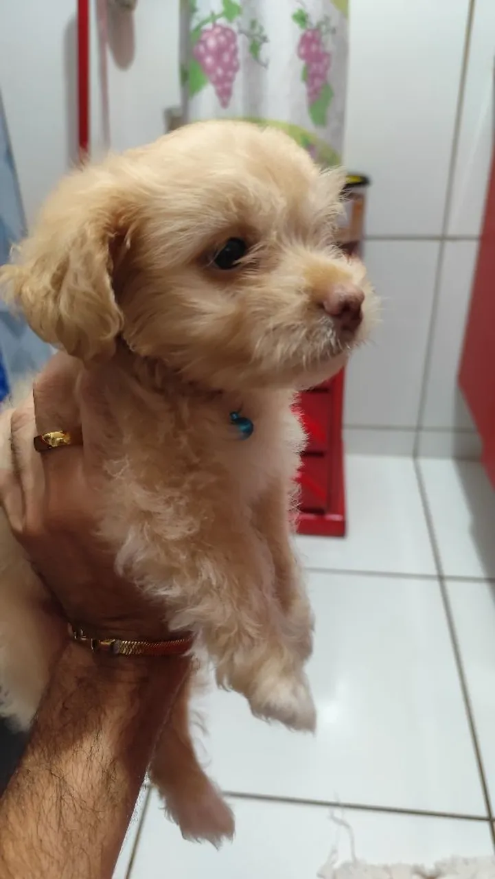 Filhote fofo de Poodle à venda! Valor 300,00