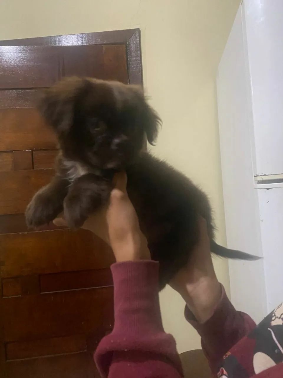 Filhote de Shih Tzu com lulu 