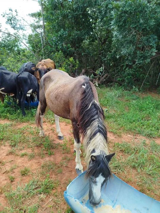 Cavalo Pampa  - Foto 2