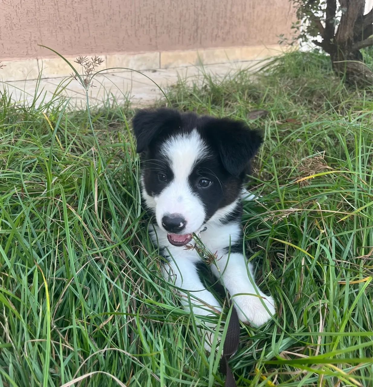 Filhote Border Collie - Foto 4