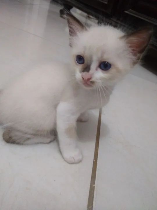 Gatinho Siamês disponível para adoção - Foto 2