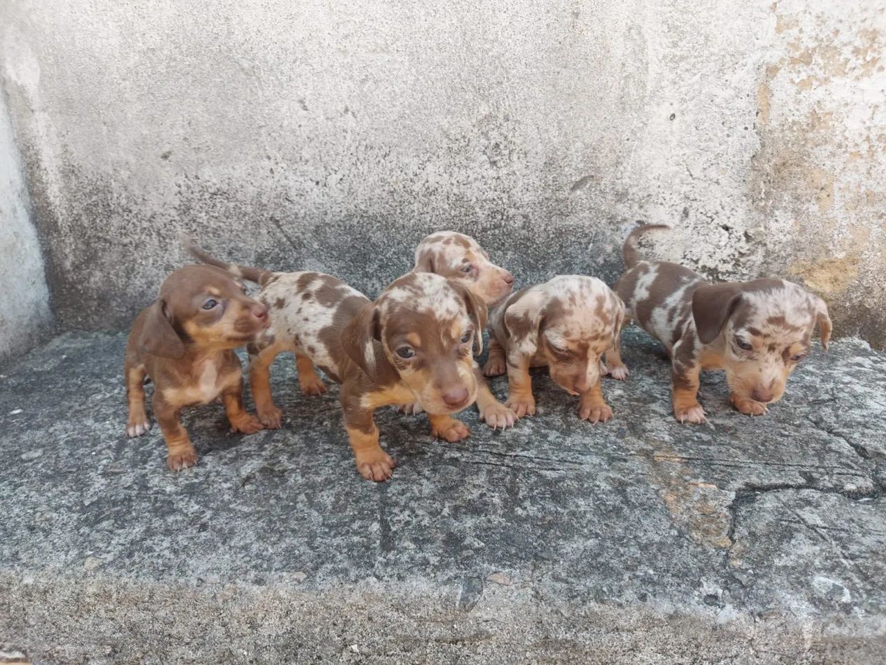 Dachshund Arlequim - Lindos e Carinhosos! - Foto 3