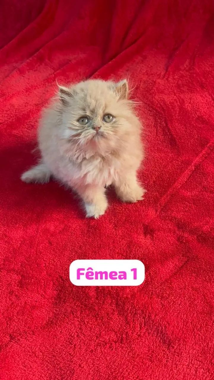 Persa lindos filhotes - Foto 2