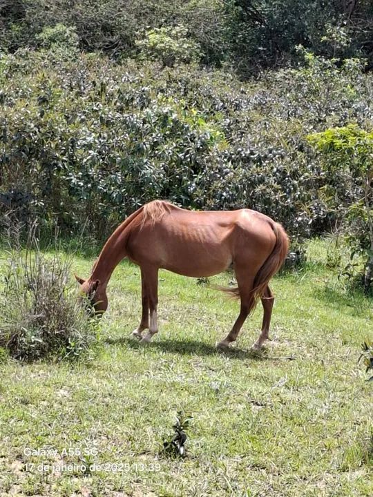 Égua para venda - Foto 2
