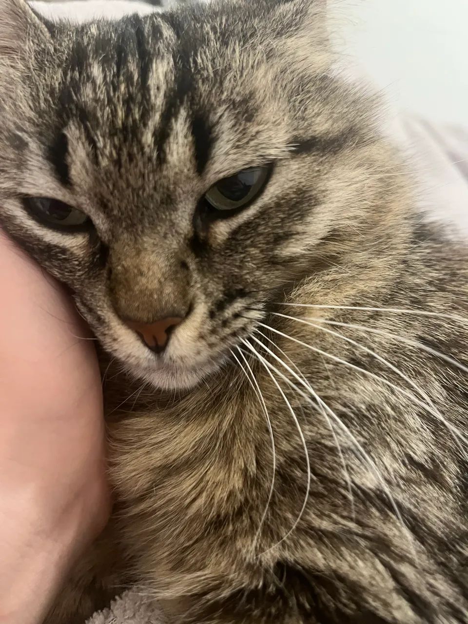 Doa se gatinho macho 