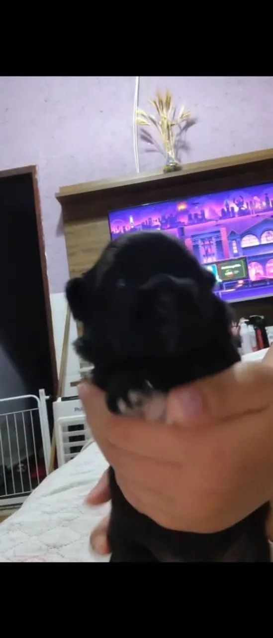 Filhotes Lhasa Apso  - Foto 3